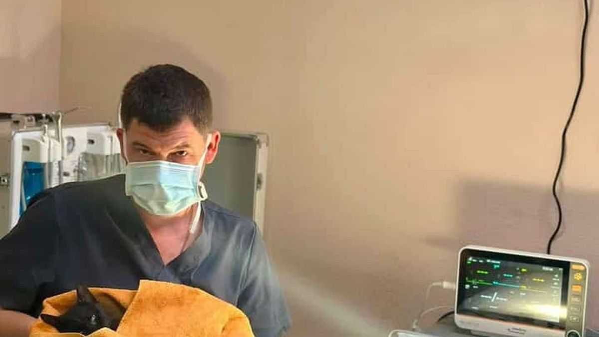 У Києві відкрили ветеринарне стоматологічне відділення для тварин Ветеринарне стоматологічне відділення для собак і котів відкрилося у КП «Київська міська лікарня ветеринарної медицини» на вулиці Ярославській у Подолі