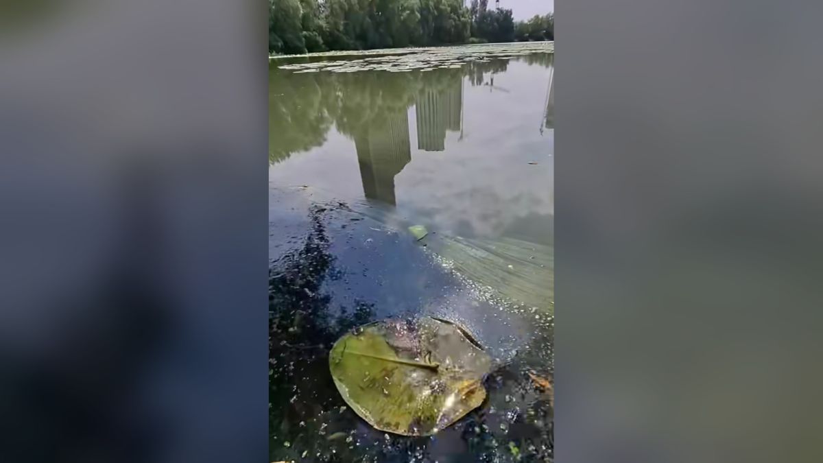 Плівка забруднення та сміття на поверхні води озера Небреж на Осокорках із відображенням новобудов
