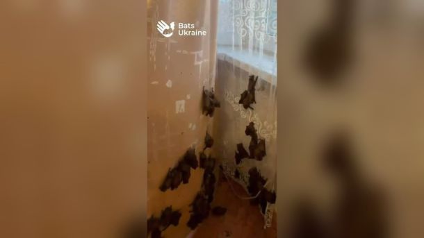 У квартирі киянки на Академмістечку оселились 381 кажан