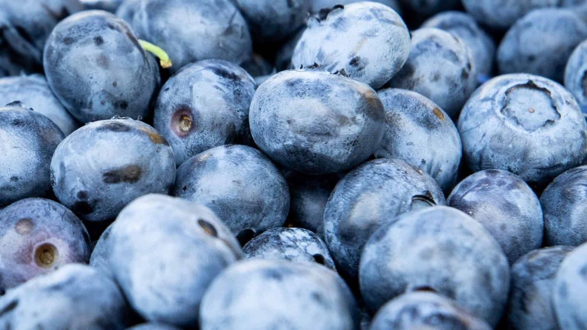 Свіжа чорниця великим планом — сезонні продуктові ярмарки працюють у всіх десяти районах Києва з 14 до 19 липня
