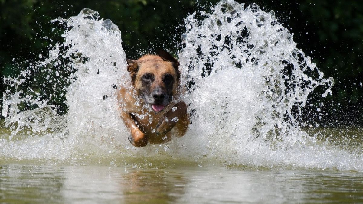 Порятунок Агати: у Києві витягли з колодязя собаку, яка тікала від обстрілу
