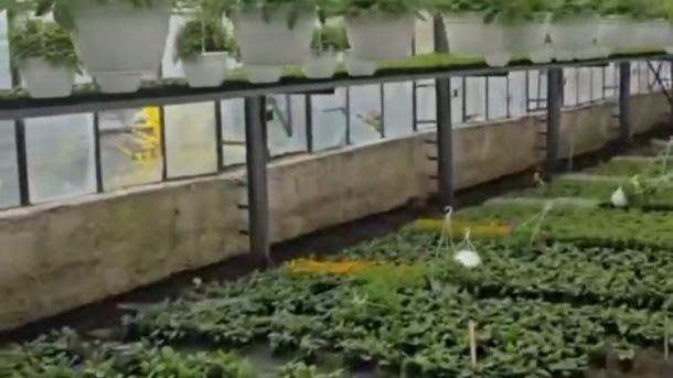 Теплиця комунального підприємства КП УЗН в Оболонському районі Києва, яке займається озелененням та доглядом зелених зон