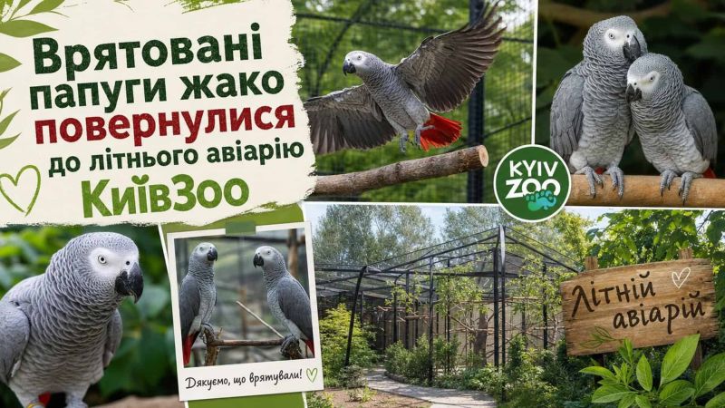 Головні новини Києва | Kyiv.News Врятовані папуги жако у клітках літнього авіарію КиївЗоо — сірі папуги з червоними хвостами після повернення з зимового укриття