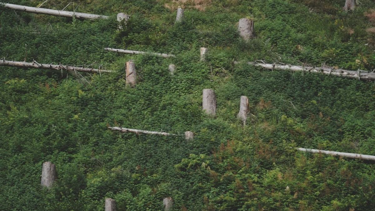 Пеньки зрубаних дерев на лісовій ділянці — ілюстрація до справи про незаконну порубку на Фастівщині