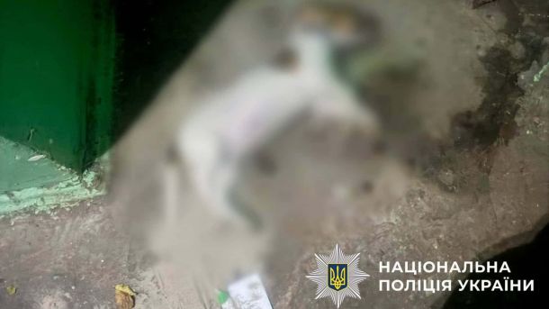 Загиблий собака лежить на підлозі у підїзді