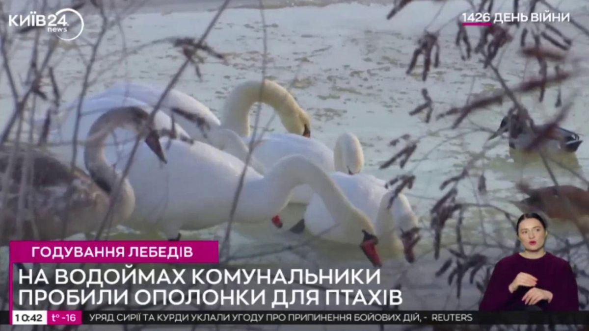 На Оболоні біля входу на Пішохідний міст-хвилю зимують близько сотні лебедів та качок Лебеді і качки у пробитій ополонці для птахів