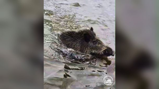Кабан пливе через річку Прип’ять у Чорнобильському радіаційно-екологічному заповіднику