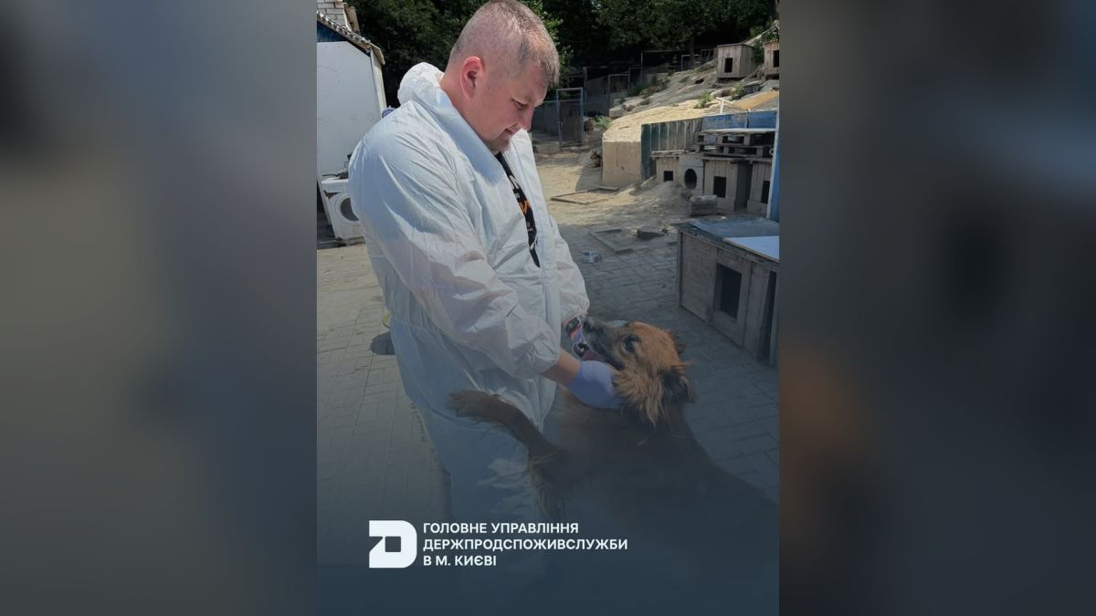 Притулок «SOS» у Голосієво вакцинували від сказу вакциною «Рабістар» Фахівець Держпродспоживслужби Києва вакцинує собаку від сказу в притулку «SOS» у Голосіївському районі